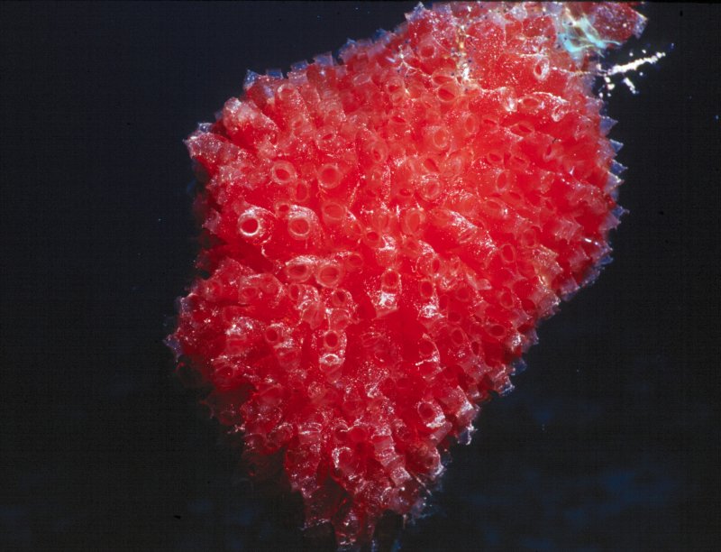 Cluster of Red Tunicates