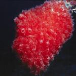 Cluster of Red Tunicates