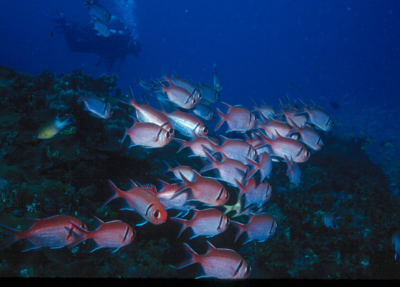 Blackbar Soldierfish, I like the one looking back