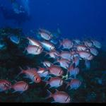 Blackbar Soldierfish, I like the one looking back