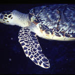 coz 5-05 - hawksbilldark.JPG