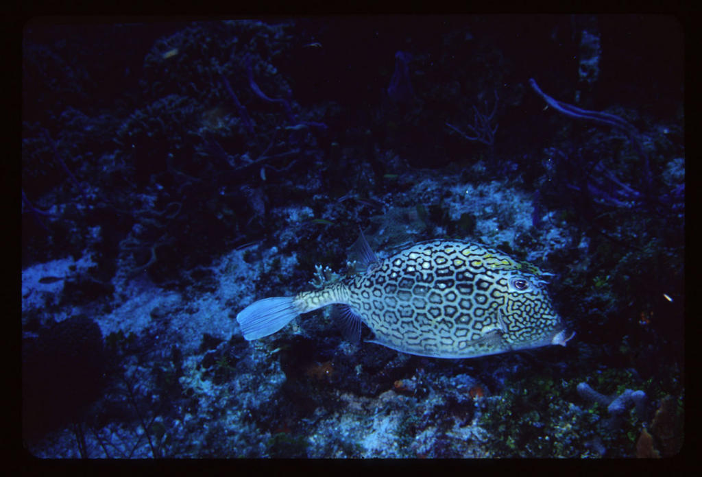 Coz 5-05 - scrawled cowfish rs.JPG