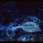 Coz 5-05 - scrawled cowfish rs.JPG