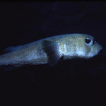 coz 5-05 -porcupinefish.JPG