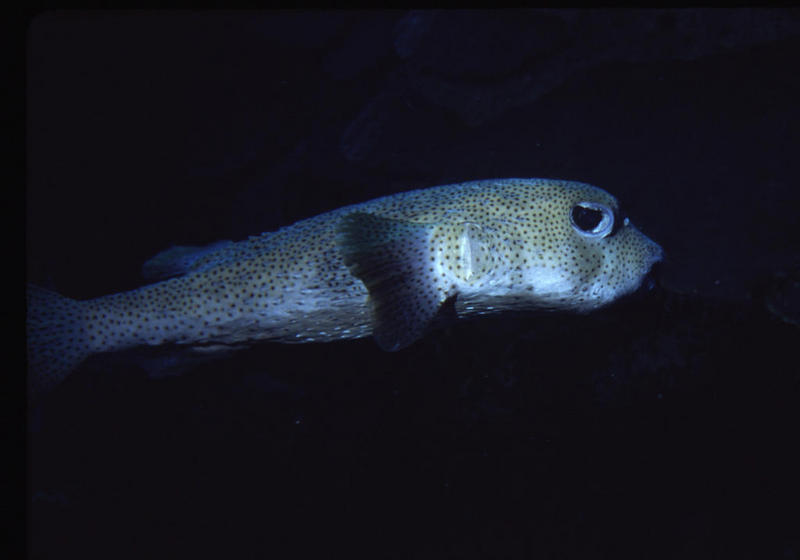 coz 5-05 -porcupinefish.JPG