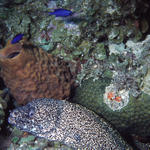 coz 5-05 - spottedmoray.JPG