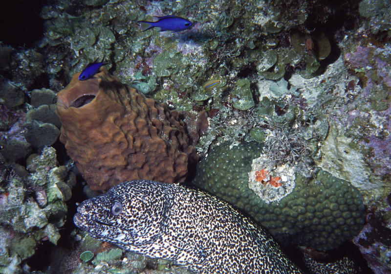 coz 5-05 - spottedmoray.JPG