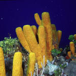 coz 5-05 - yellowtubesponge rs.JPG