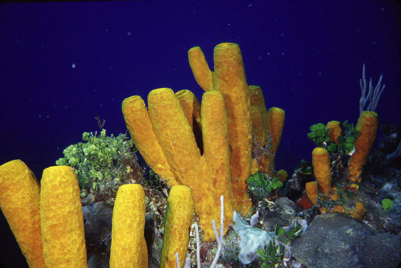 coz 5-05 - yellowtubesponge rs.JPG