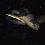 RS_16x12np nwb 7 05 turtle fly.JPG My turtle is flying in space.