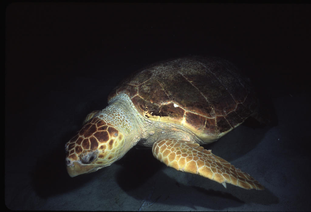 RS_16x12np nwb 7 05 turtle below.JPG