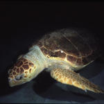 RS_16x12np nwb 7 05 turtle below.JPG