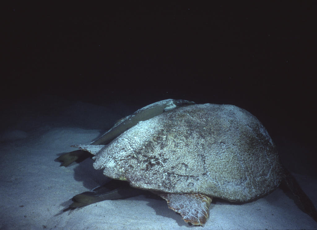 RS_16x12np nwb 7 05 turtle butt remora.JPG