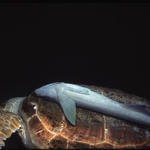 RS_16x12np nwb 7 05 turtle fly remora.JPG