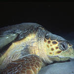 RS_16x12np nwb 7 05 turtle lay cu.JPG