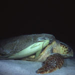 RS_16x12np nwb 7 05 turtle lay remora.JPG