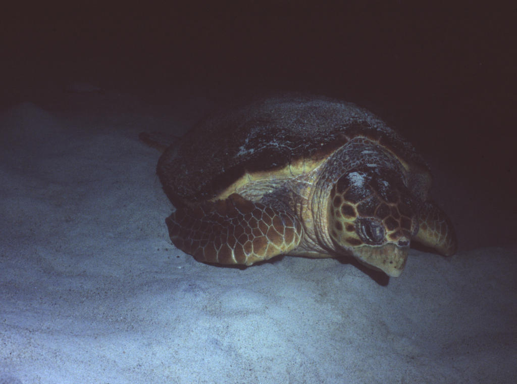 RS_16x12np nwb 7 05 turtle lay sand2.JPG