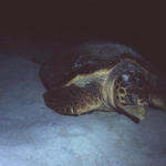 RS_16x12np nwb 7 05 turtle lay sand2.JPG