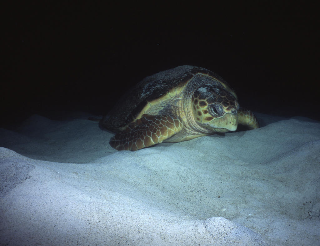 RS_16x12np nwb 7 05 turtle lay.JPG