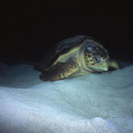 RS_16x12np nwb 7 05 turtle lay.JPG