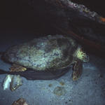 RS_16x12np nwb 7 05 turtle tucked.JPG