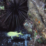 RS_16x12grunt and urchin.JPG