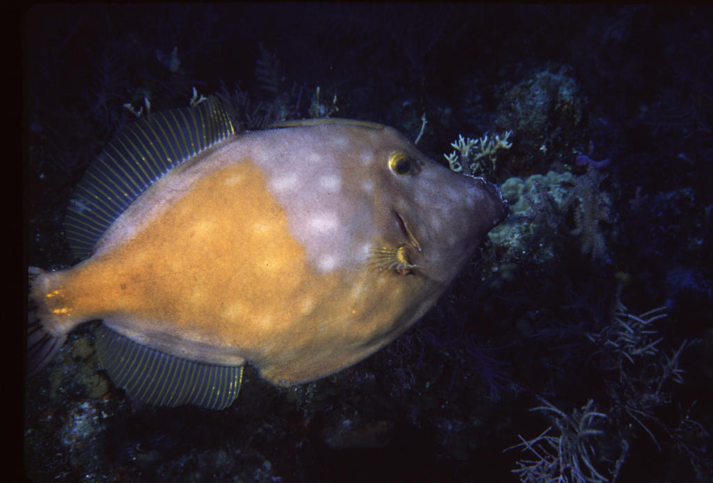 RS_16x12np nwb 7 05 wh spot filefish.JPG