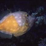 RS_16x12np nwb 7 05 wh spot filefish.JPG