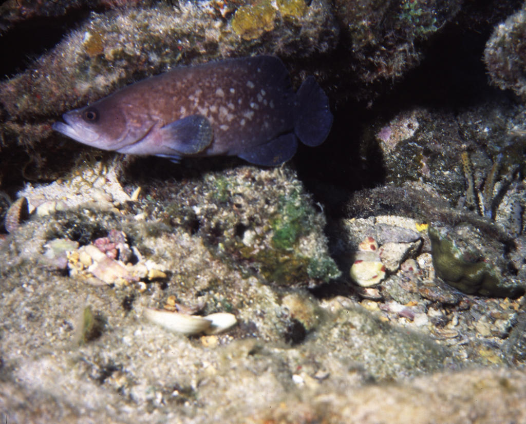 RS_16x12soapfish.JPG