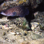 RS_16x12soapfish.JPG