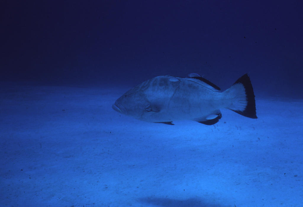 RS_16x12Nekton NW bahamas 7 05 Black Grouper.JPG