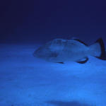 RS_16x12Nekton NW bahamas 7 05 Black Grouper.JPG