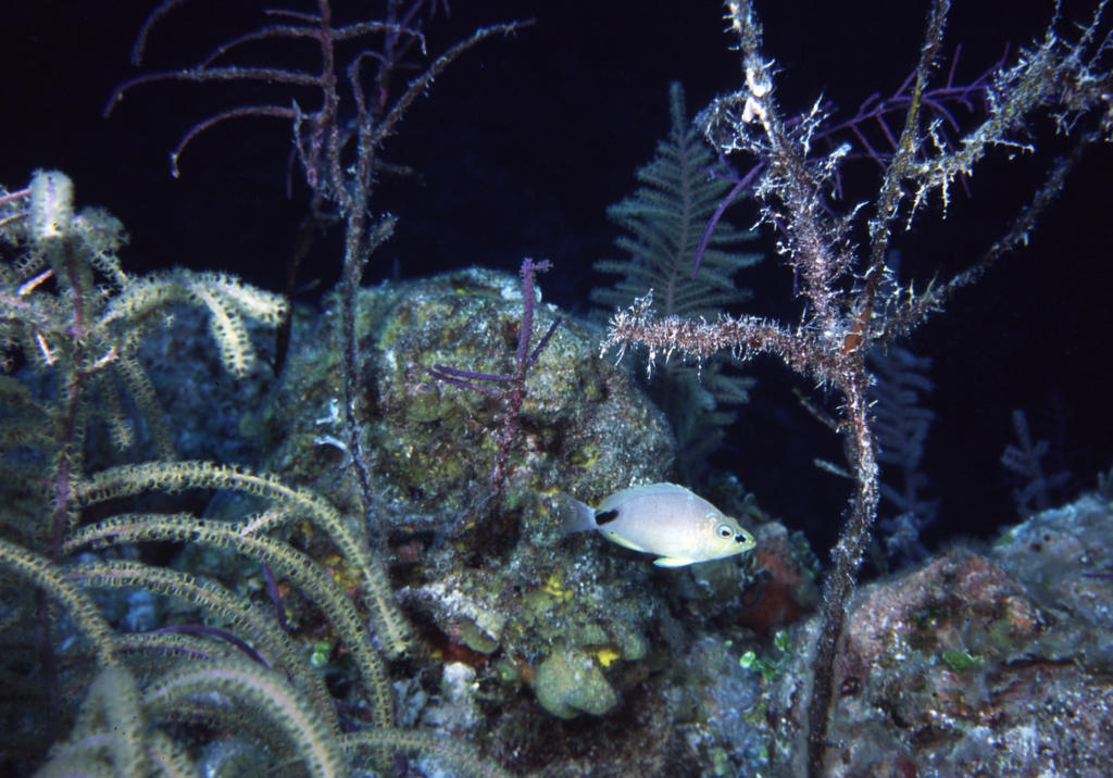 RS_16x12Nekton NW bahamas 7 05 Butter Hamlet.JPG