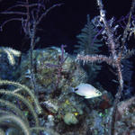 RS_16x12Nekton NW bahamas 7 05 Butter Hamlet.JPG