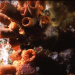 RS_16x12nekton NW bahamas 7 05 cup coral.JPG