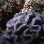 RS_16x12nekton NW bahamas 7 05 flower coral.JPG