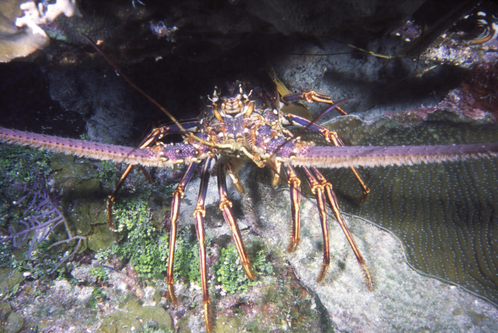 RS_16x12nekton NW bahamas 7 05 lobster.JPG