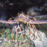 RS_16x12nekton NW bahamas 7 05 lobster.JPG