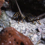 RS_16x12np nwb 7 05 lobster.JPG