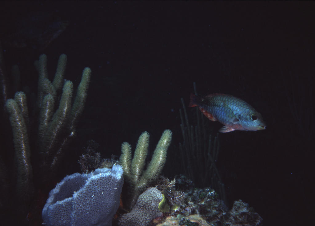 RS_16x12nekton NW bahamas 7 05 parrot.JPG