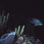 RS_16x12nekton NW bahamas 7 05 parrot.JPG