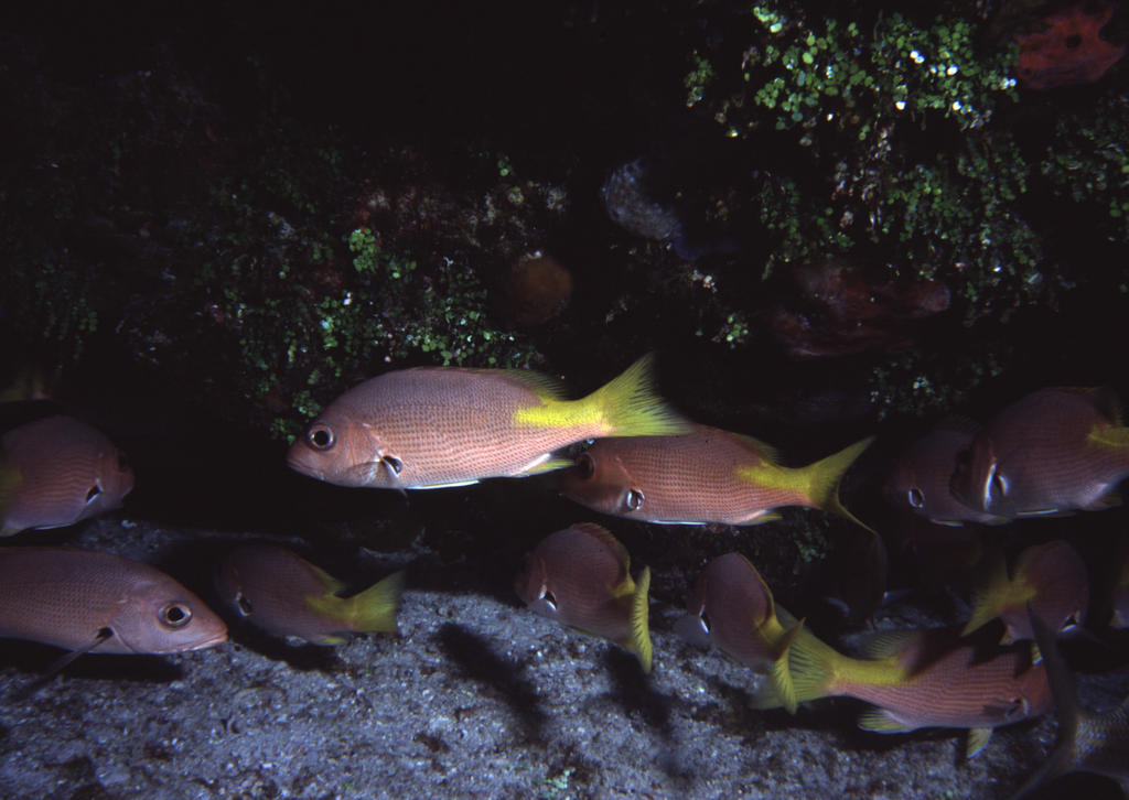 RS_16x12Nekton NW bahamas 7 05 pink snapper.JPG