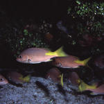 RS_16x12Nekton NW bahamas 7 05 pink snapper.JPG