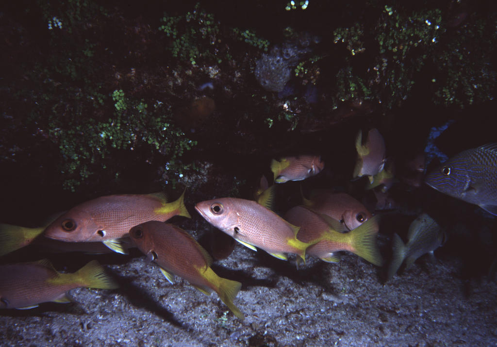 RS_16x12Nekton NW bahamas 7 05 pink snapper2.JPG