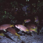 RS_16x12Nekton NW bahamas 7 05 pink snapper2.JPG