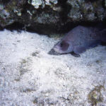 RS_16x12Nekton NW bahamas 7 05 soapfish.JPG