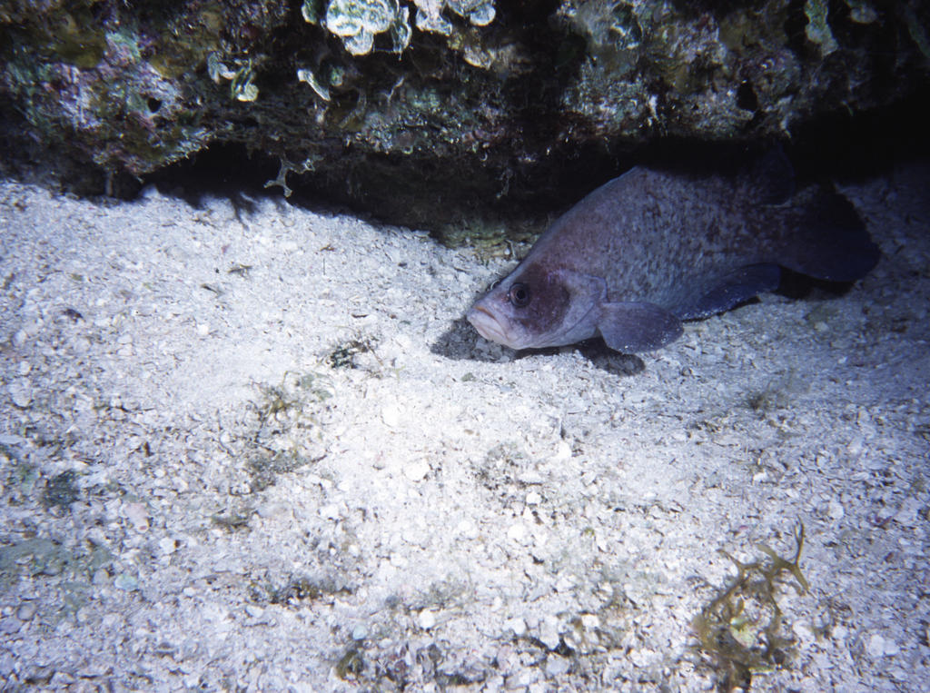 RS_16x12Nekton NW bahamas 7 05 soapfish.JPG