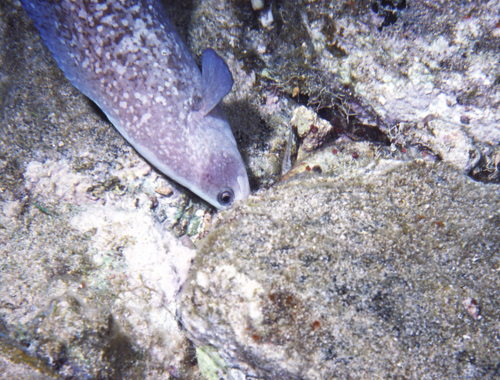 RS_16x12Nekton NWB 7 05 soapfish2 Digging for China - the country.