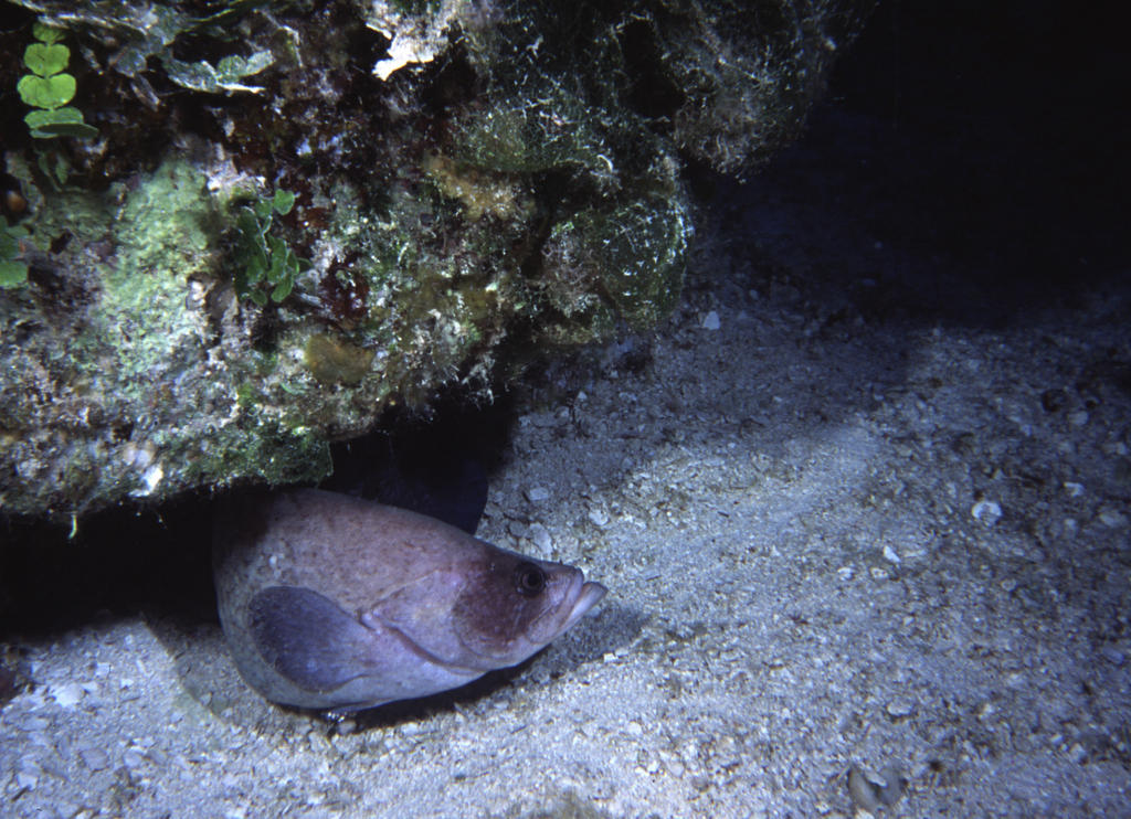 RS_16x12Nekton NW bahamas 7 05 soapfish2a.JPG