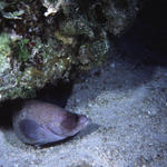 RS_16x12Nekton NW bahamas 7 05 soapfish2a.JPG